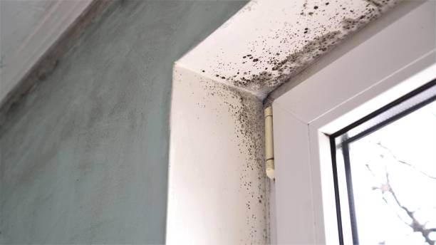 Best Crawl Space Mold Removal  in Estelle, LA