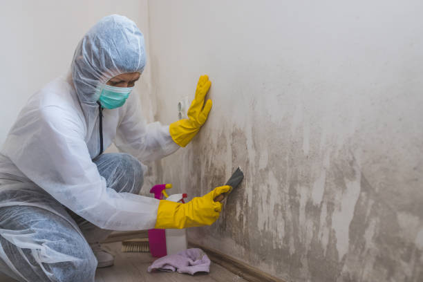 Best Certified Mold Removal  in Estelle, LA