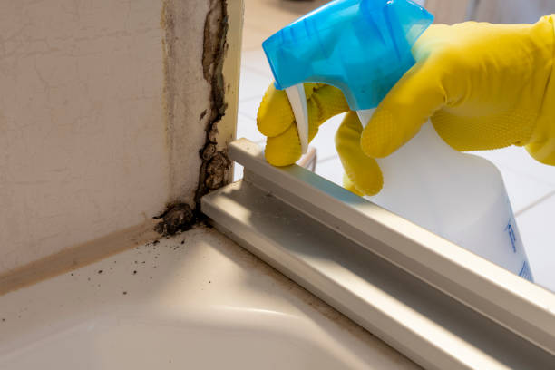 Best Black Mold Removal  in Estelle, LA