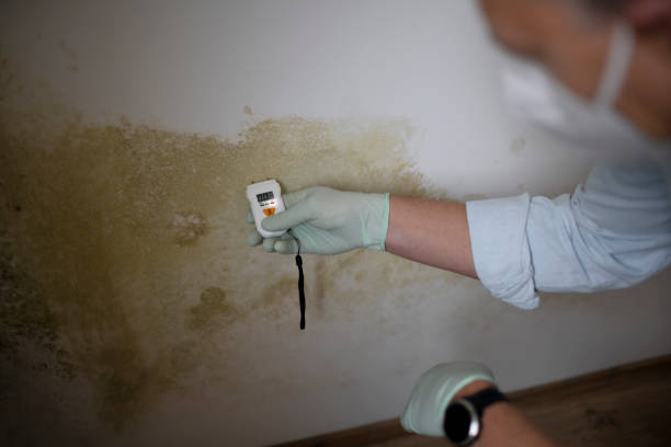 Best Crawl Space Mold Removal  in Estelle, LA