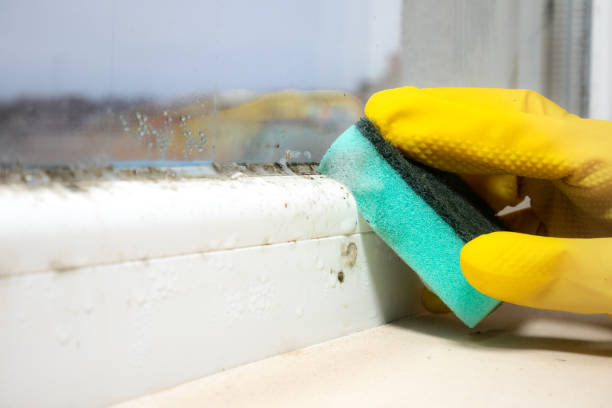 Best Mold Damage Repair  in Estelle, LA