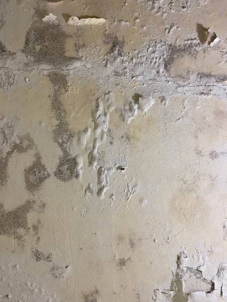Best Emergency Mold Removal  in Estelle, LA