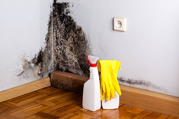 Best Mold Cleaning Services  in Estelle, LA