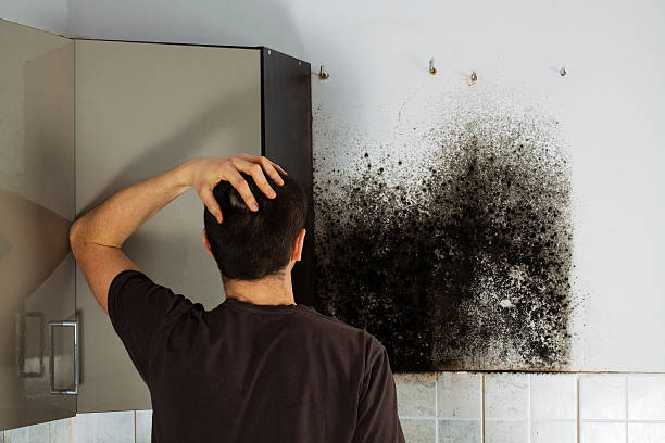Best Black Mold Removal  in Estelle, LA
