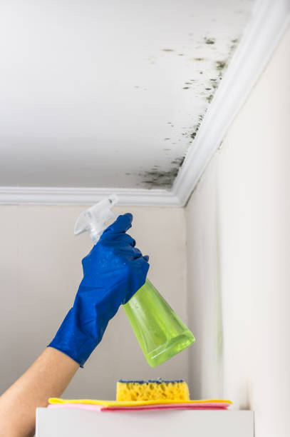Best Residential Mold Removal  in Estelle, LA