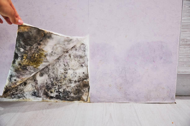 Mold Removal Process in Estelle, LA